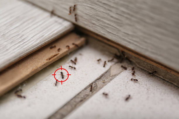 Best Local Pest Control Services  in Belmont, VA