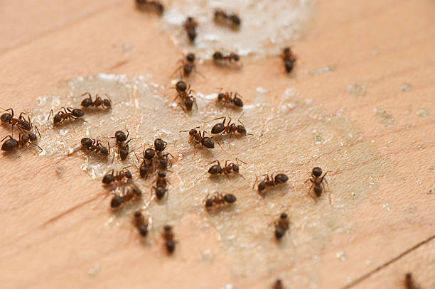 Best Best Pest Control Companies  in Belmont, VA